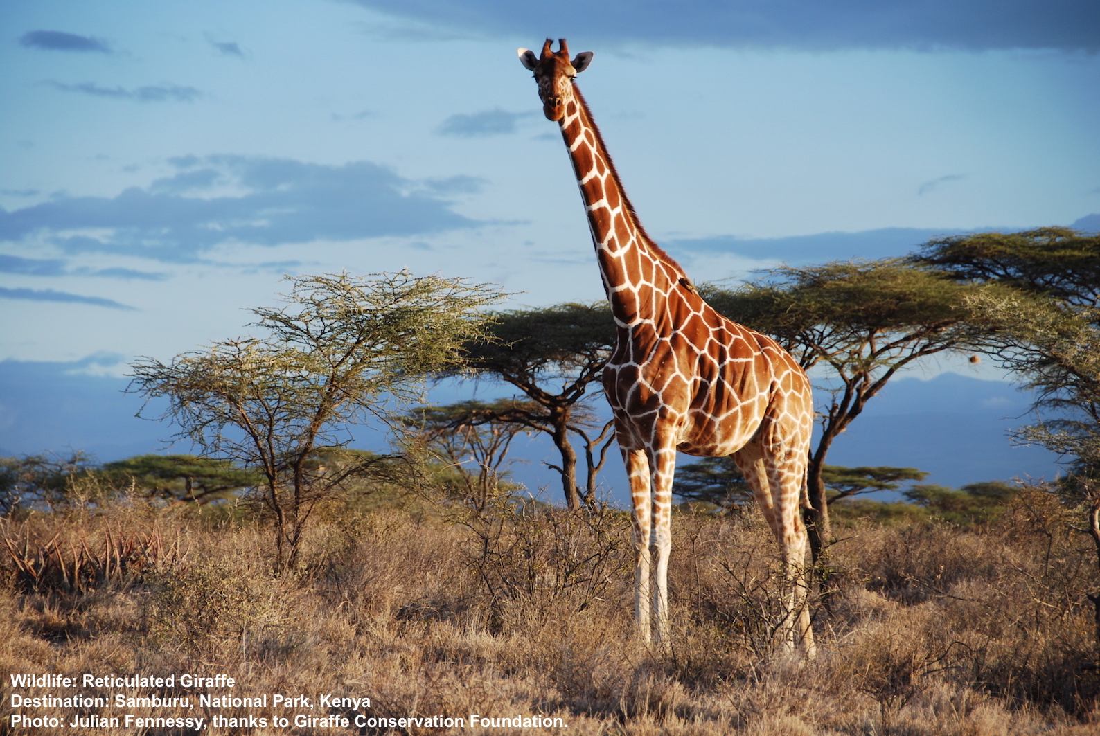 Reticulated Giraffe in Samuru National Park, Kenya. Image ©Julian Fennesy with thanks to Giraffe Conservation Foundation.