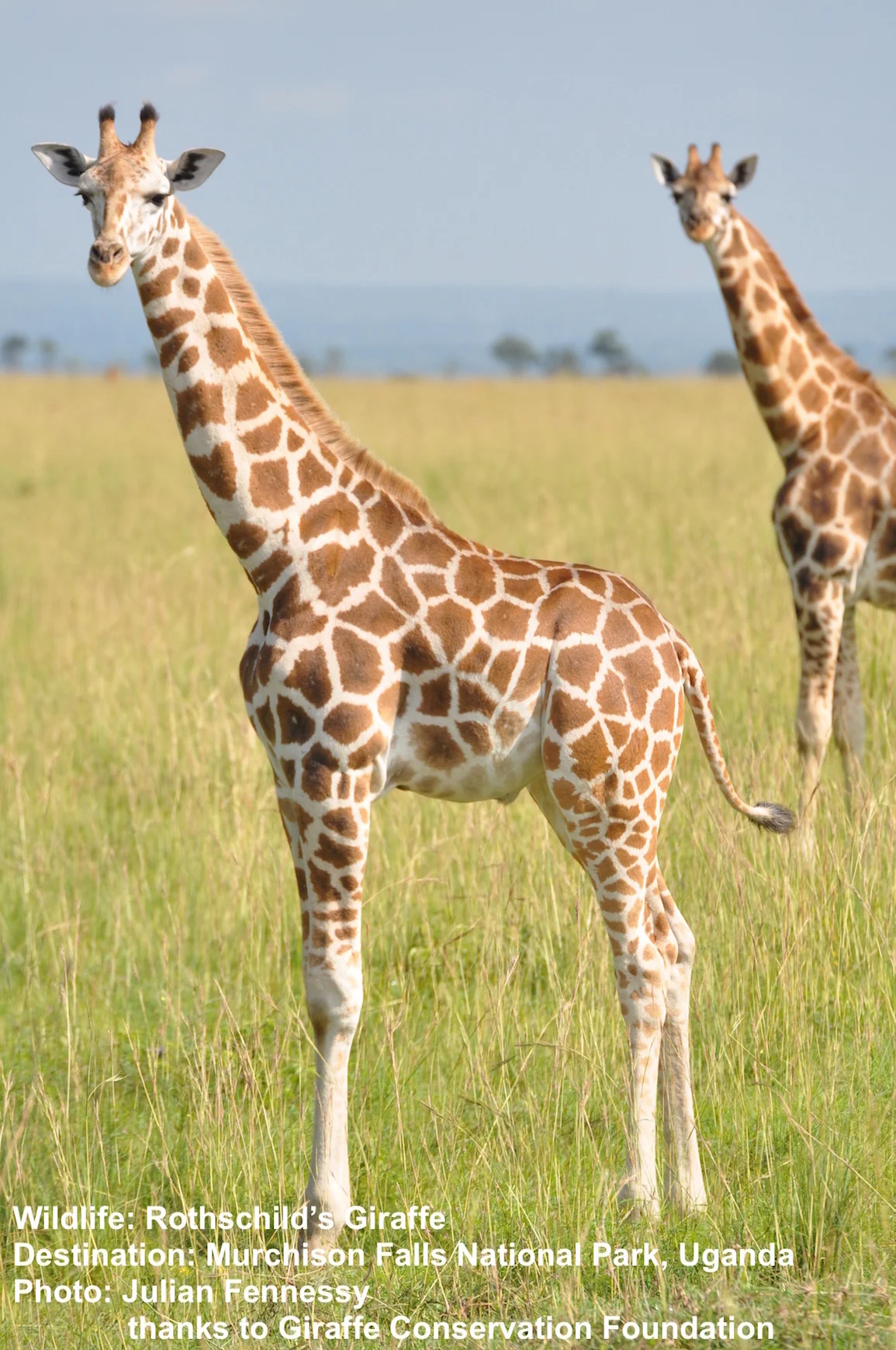 Uganda's much storied Murchison Falls National Park is home to WHAT WAS PREVIOUSLY THOUGHT TO BE the Rothchild's giraffe, NOW THE NORTHERN GIRAFFE SPECIES. Image Julian Fennesy thanks to Giraffe Conservation Foundation.