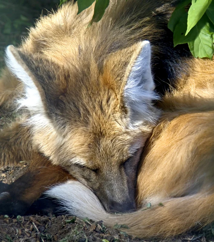 Do not disturb. But do go see these wonderful, gentle, fruit loving, foxes-on-stilts. Image: ©Starper⎮dreamstime.com 