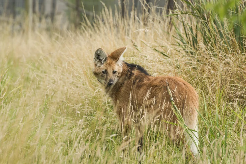 Maned Wolf — Destination: Wildlife™