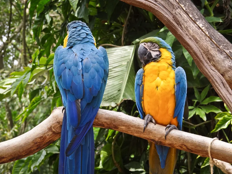 Do not forget the birds! Beautiful blue and yellow macaws are found in the Pantanal Image: ©Ivan Soares Cana⎮Dreamstime.com 