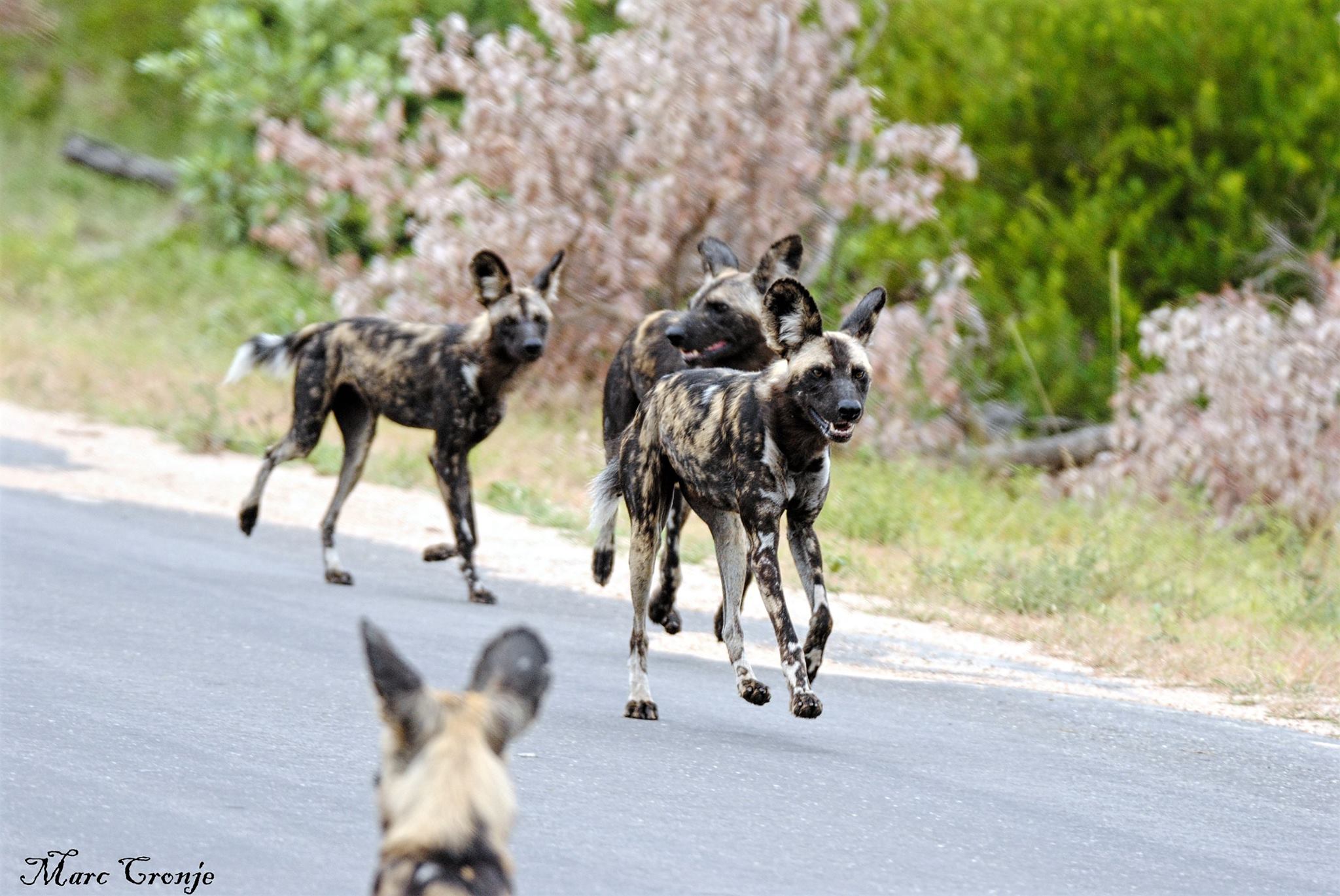 African wild dogs guide: species facts, habitat and why they're