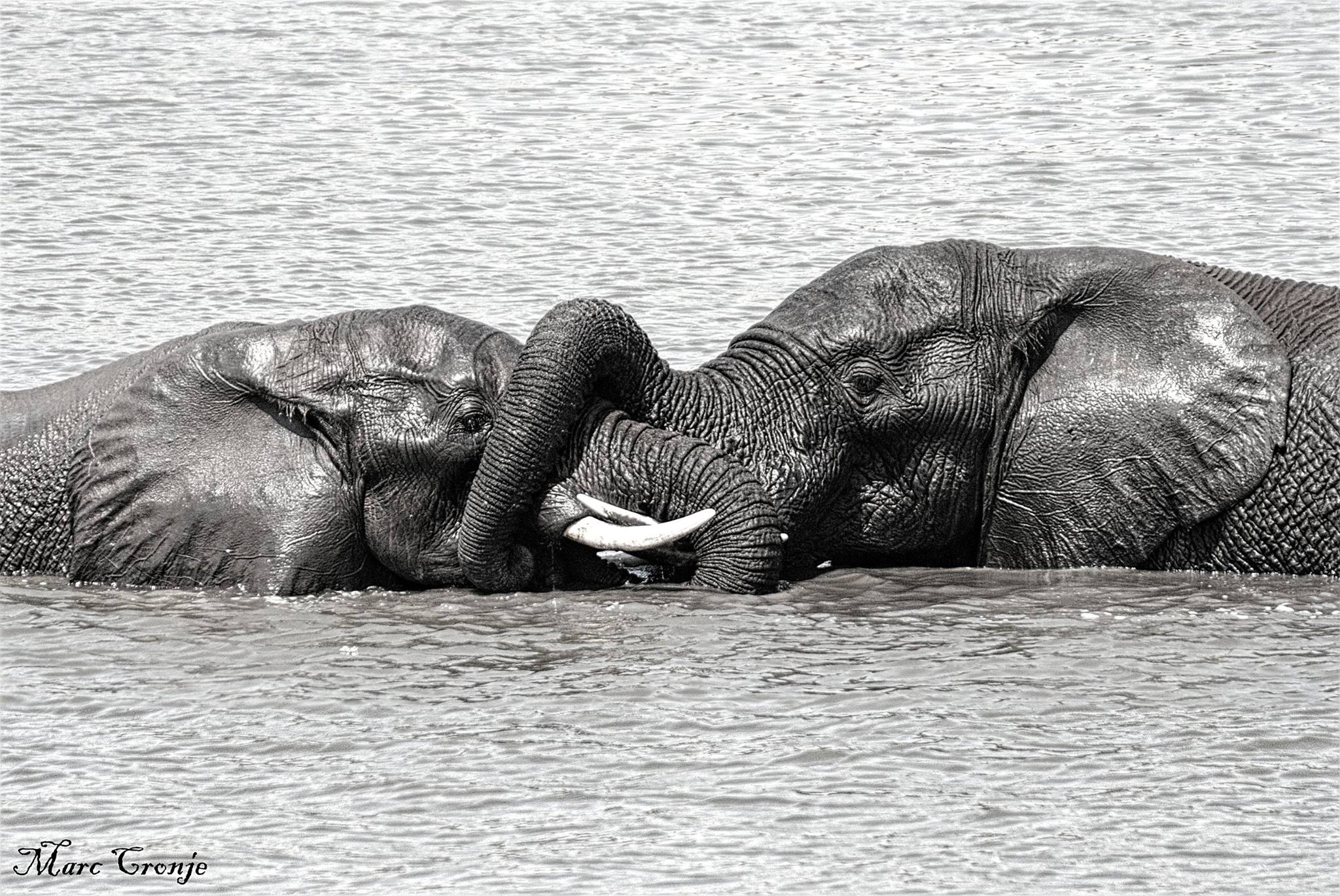 They say a sense of humor is a sign of intelligence, elephants have the largest brain of any land mammal, they love to tease and play, especially in water. Image: Thanks to ©Marc Cronje, Field Guide, Kruger National Park, South Africa.