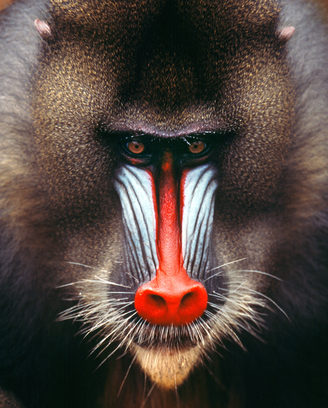 Mandrill monkey, the largest and most colorful of all the monkey species can be found in Gabon. Image: ©Ivonov⎮Dreamstime.com