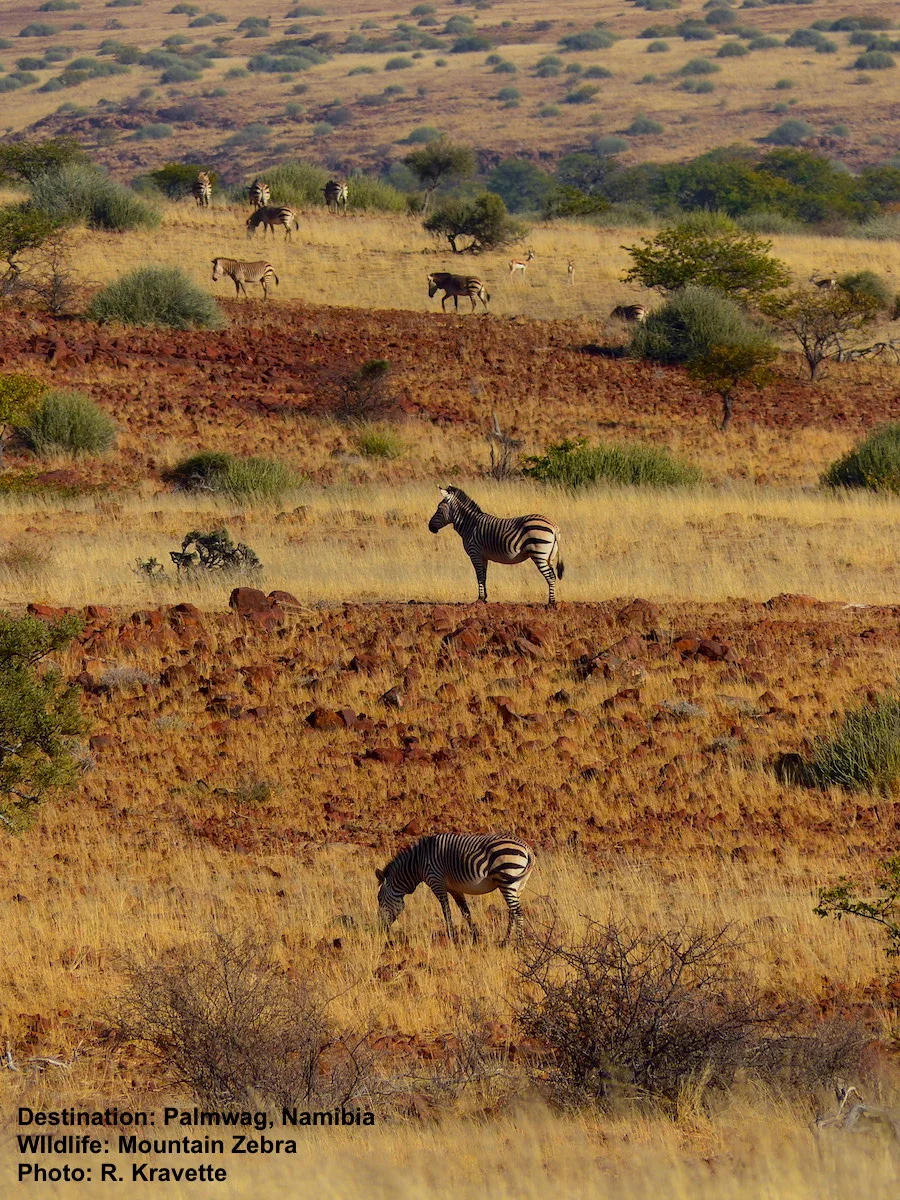 Early one morning we stood on a hill top and watched the valley fill up with mountain zebras. Image: ©R. Kravette Destination: Near the Palmwag Lodge, Damaraland, Namibia