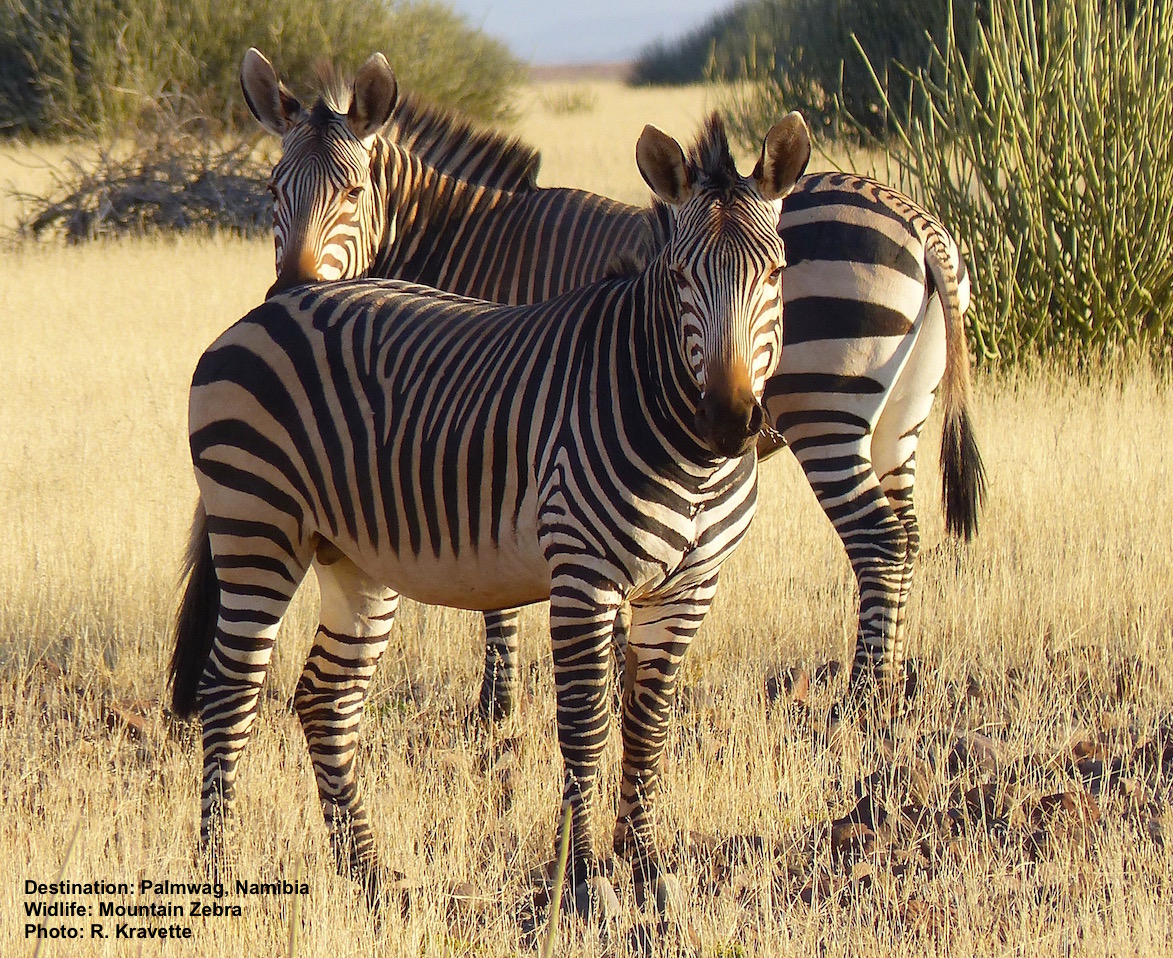 There may be only 1,300 mountain zebras, like these in Damaraland, Namibia, left in the world. Image: ©R. Kravette at the Palmwag Concession, Namibia