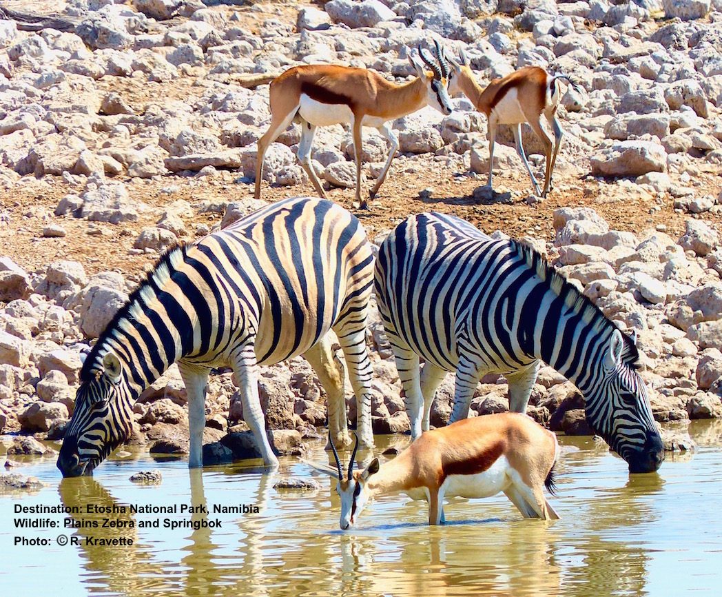 Springbok and (plains) zebra are very comfortable sharing drinking space at the Okaukuejo Rest Camp, Etosha National Park, Namibia Image:© R. Kravette