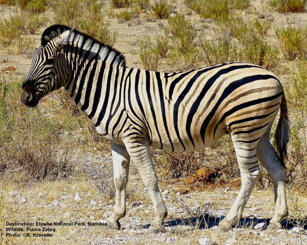 When zebras sleep or rest on the ground, they fold their legs under them - a special callous called a "chestnut" has evolved on the upper inside part of their leg to protect their skin from being cut by sharp hooves. Plains zebra Image: ©R. Kravette