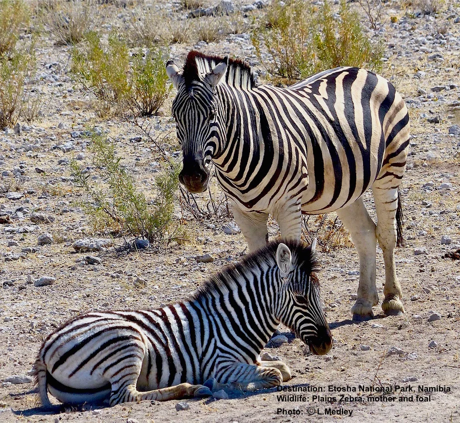 Young zebras are kept away from other herd members for a few days after they are born. Image: ©L. Medley Destination: Etosha National Park, Namibia
