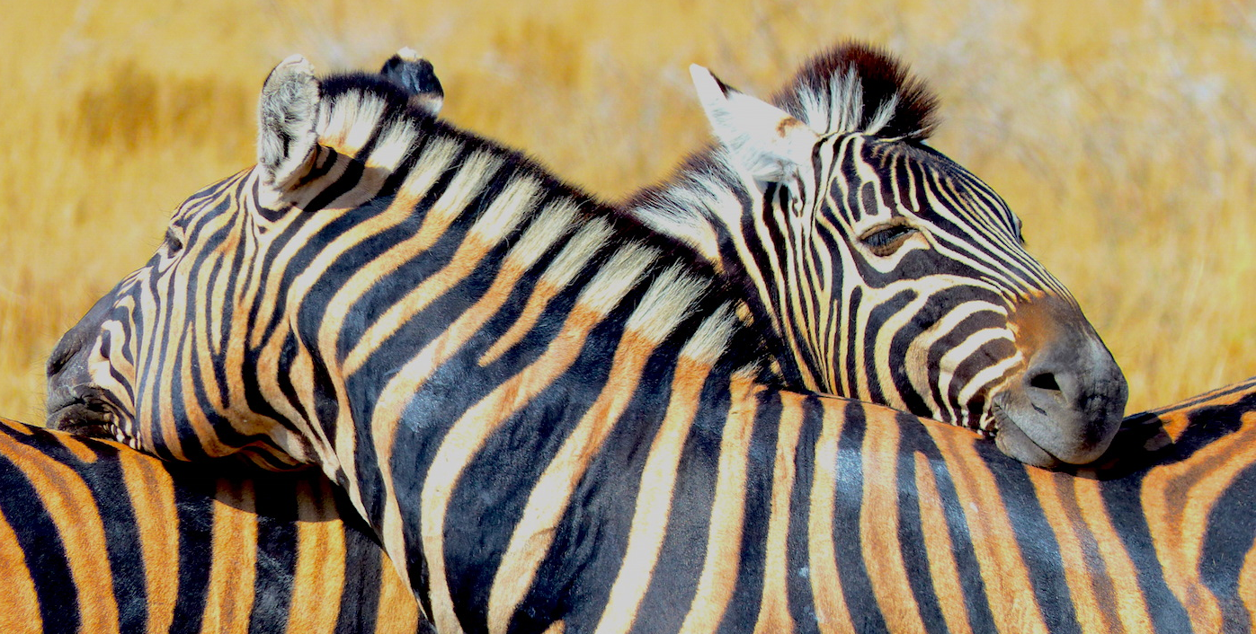 Zebras like to rest their heads on each other neck's maybe to keep watch in both directions. They aso like to roll around in the dust - in this case giving their white sections a distinctly red hue. Image: ©L. Medley Destination: Etosha National Park, Namibia