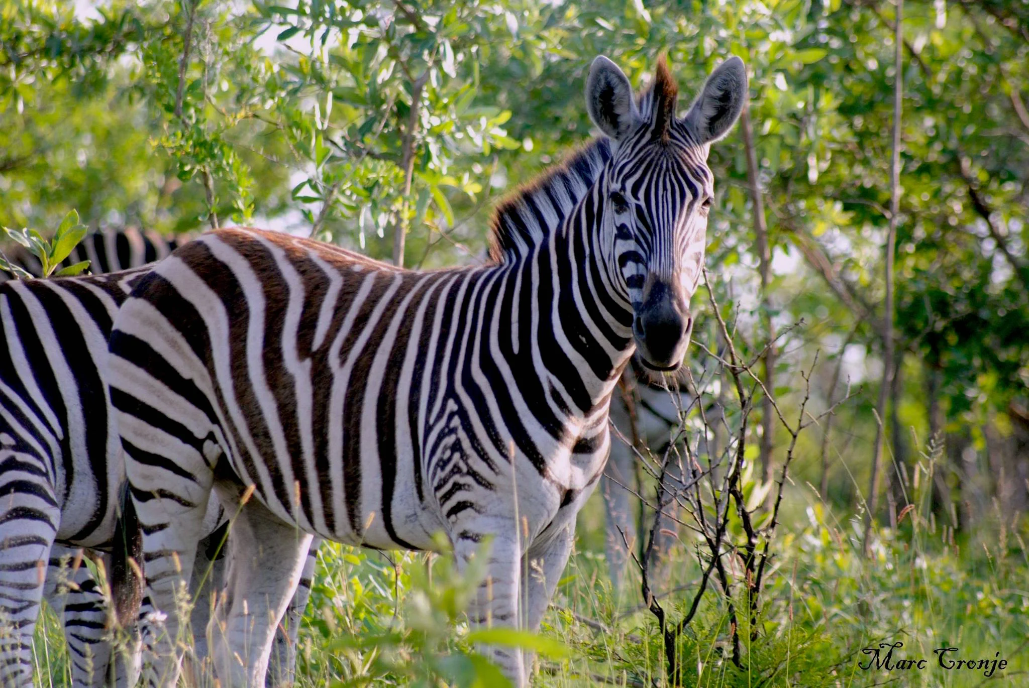 Zebras communicate with an almost "barking" sound. Plains zebra, Image: ©Marc Cronje, Independent Field guide, African wildlife specialist.