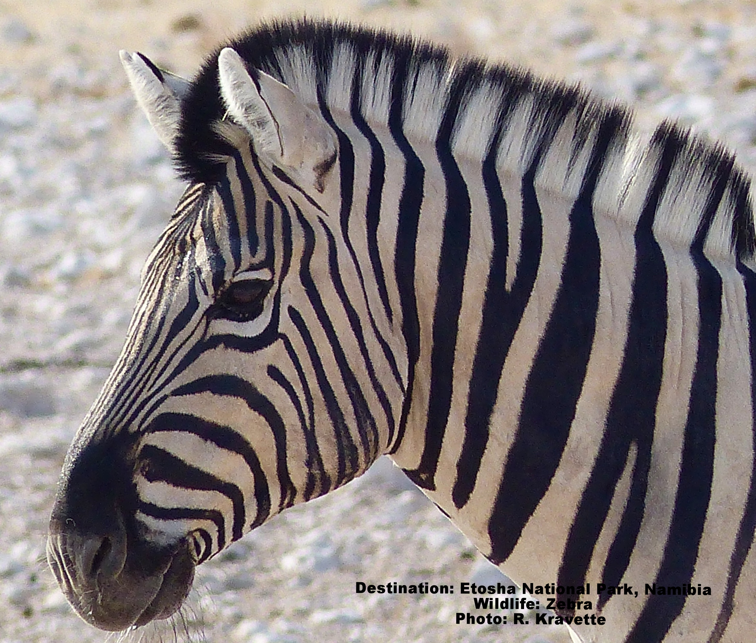 Scientists believe a baby zebra imprints on the very unique stripes of its mother during the first week of its life. Plains zebra. Image: ©R. Kravette