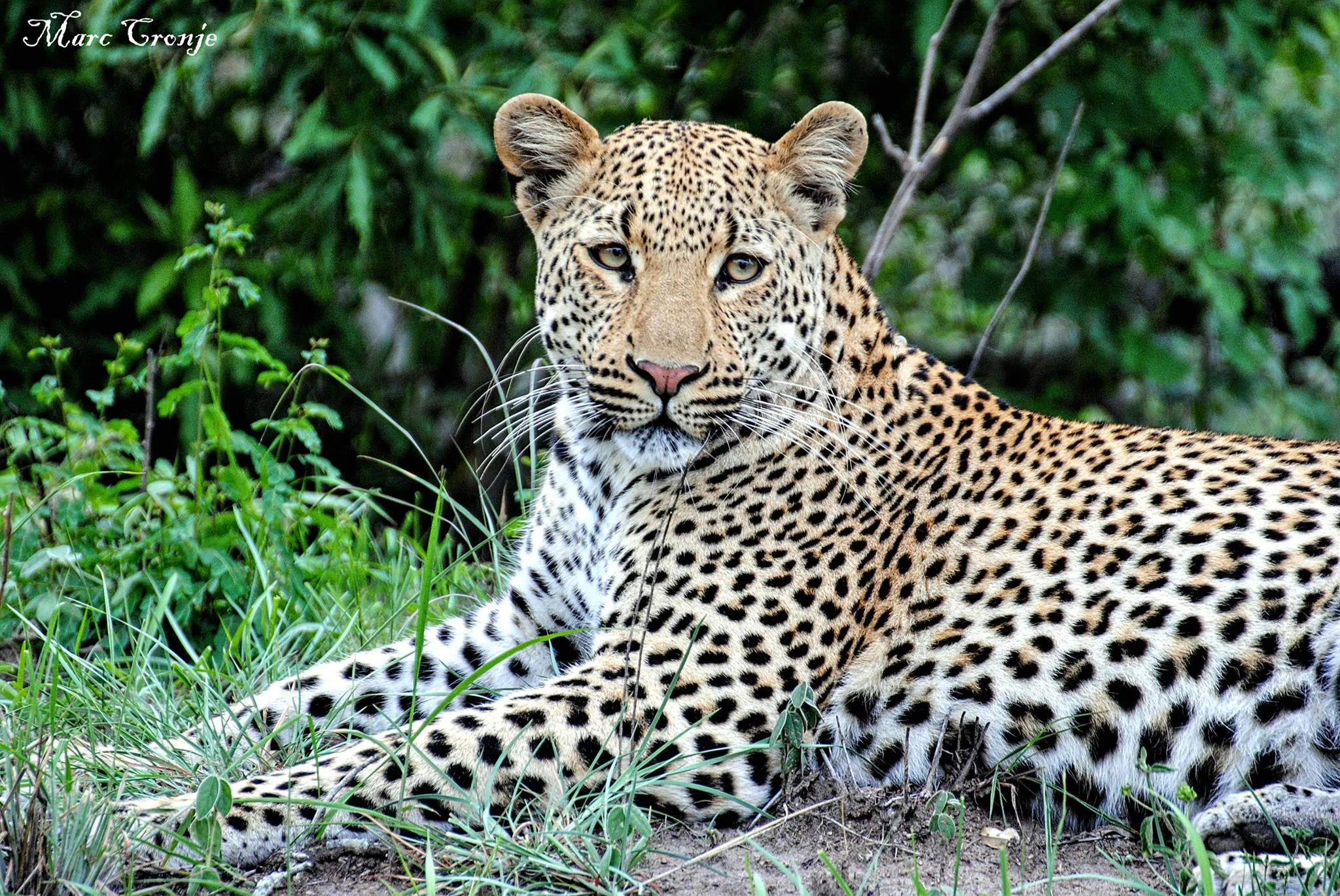 Leopard resting. Destination: Kruger National Park, South Africa. To the delight of his clients, Marc seems to have a sixth sense as to where to find these gorgeous cats. Photo: ©MArc Cronje , Independent Field guide, African wildlife specialist.