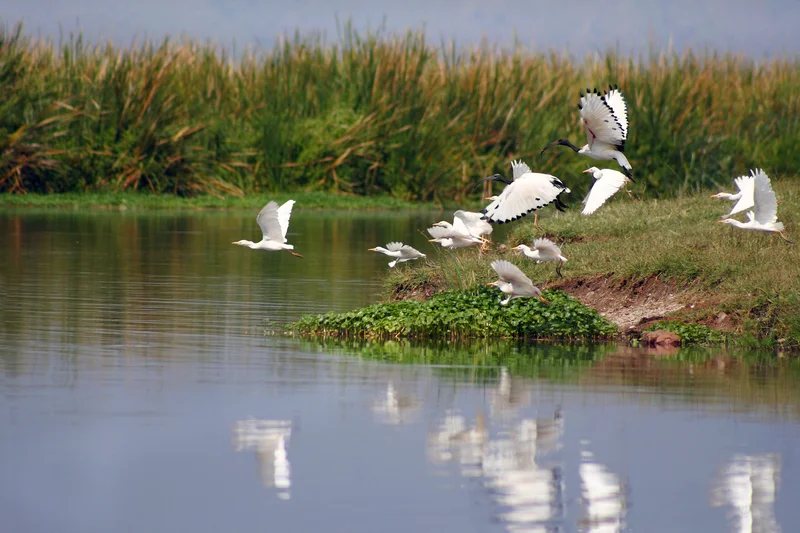 The Ngorongoro Conservation Area (NCA) in Tanzania is famous for their water birds as well wildlife. Image: ©Blossfeldia⎮Dreamstime.com