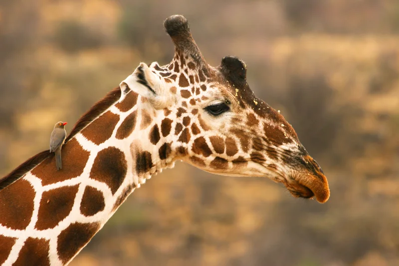 In the Samburu District you may also see reticulated giraffes - We usually think of giraffes having 2 ossicones (horn made of cartilage) , but some may have as many as five. See: our Wildlife Guide: Giraffe for more . This guy has a third ossicone between the eyes. The yellow "dust" may be pollen from acacia flowers. The bird is a red-billed oxpecker looking for ticks. Image: ©Wrobel27 ⎮Dreamstime.com