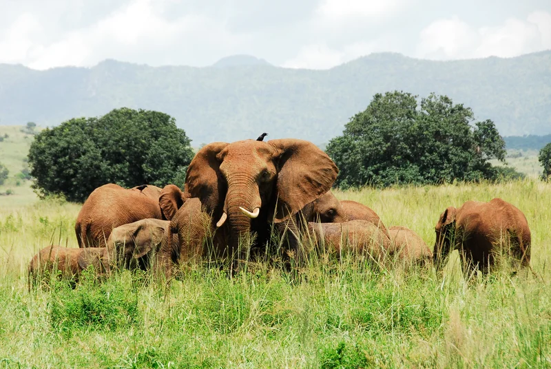 Elephants in the Kidepo Valley National Park. Image: ©Albertoloyo ⎮Dreamstime.com