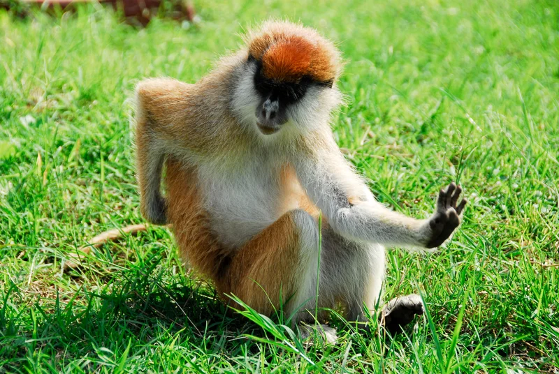 The patas monkey lives in dry, semi-arid regions like Uganda's Kidepo National Park. They are fast runners because of their especially long limbs and short digits. Image ©Albertloyo⎮Dreamstime.com