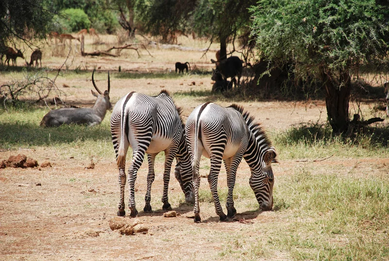Grevy's zebra is noted for its beautiful coloring - their stripes are thin and delicate and especially evident on their flanks. Their bellies are pure white. Image: ©Ciolca⎮Dreamstime.com