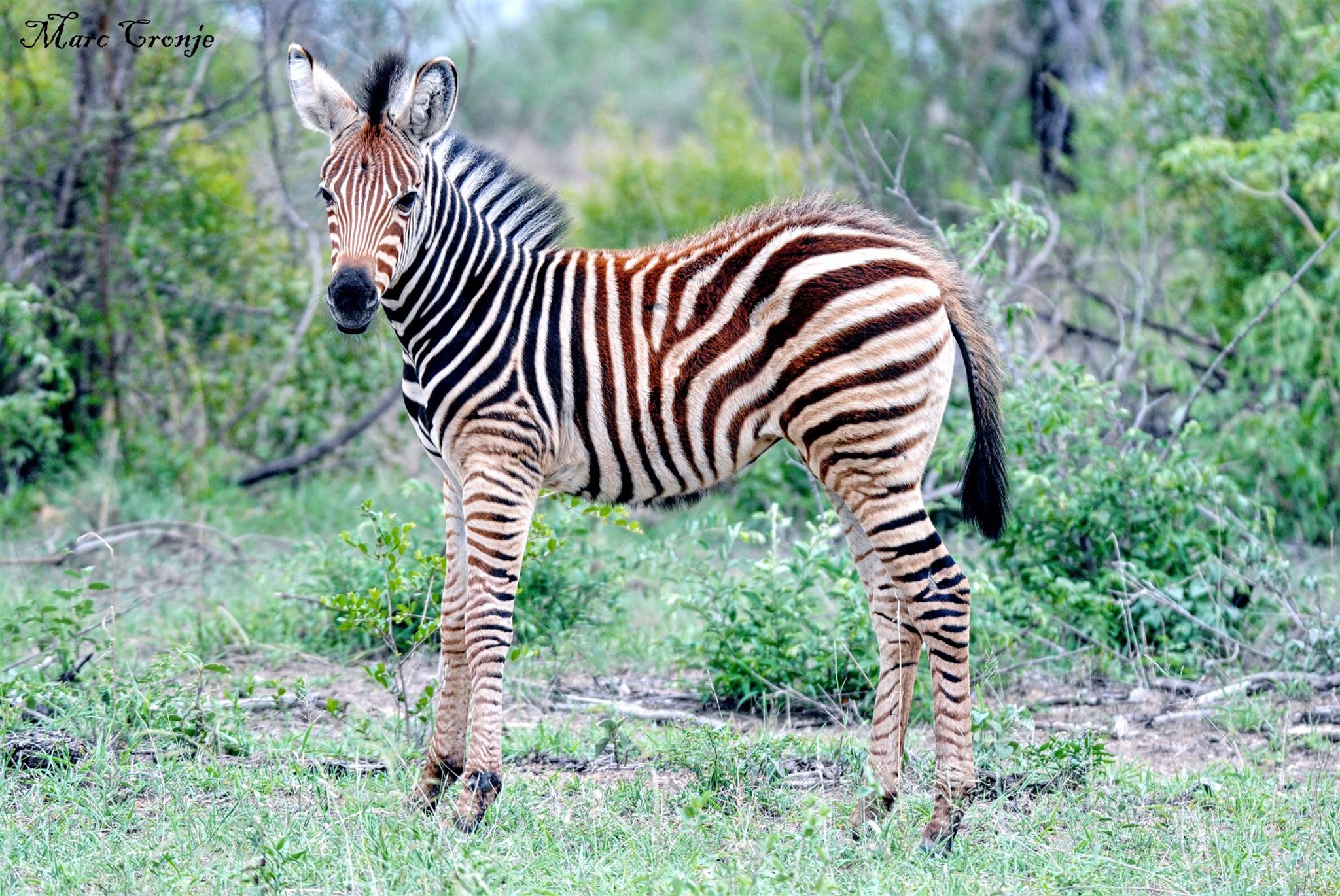 Zebra Destination Wildlife