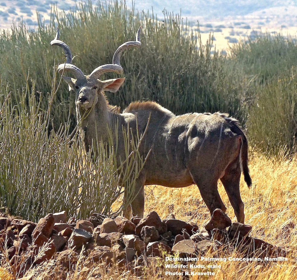Kudu, like this big male are easy to spot at Palmwag. This guy had quite a harem nearby. Destination: Palmwag Lodge, Damaraland, Namibia. Image:© R. Kravette
