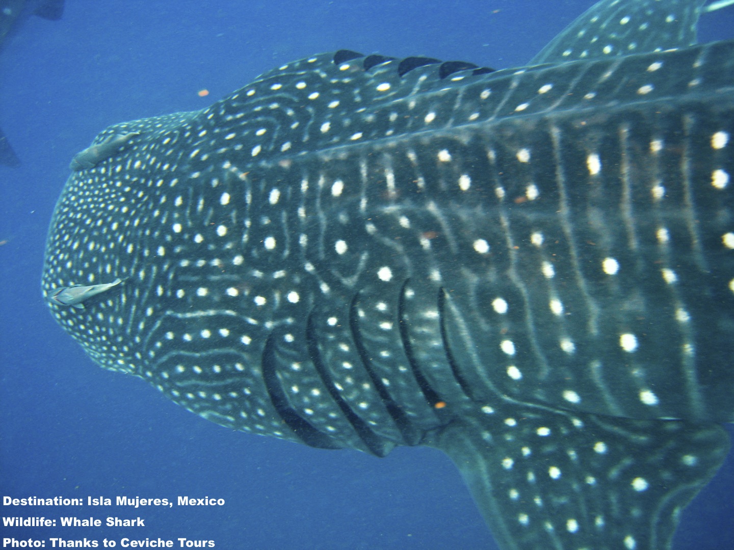 individual whale sharks are identified and tracked through their spot patterns. Tourist's photos, gathered at many of the destinations listed below, are a big part of that effort. Image: Thanks to Ceviche Tours, Isla Mujeres, Mexico.