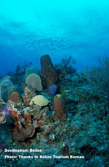 Belize has one of the largest coral barrier reefs on the planet. Many of the species, including shark and ray species can be found here. Image: Belize Tourism Bureau.