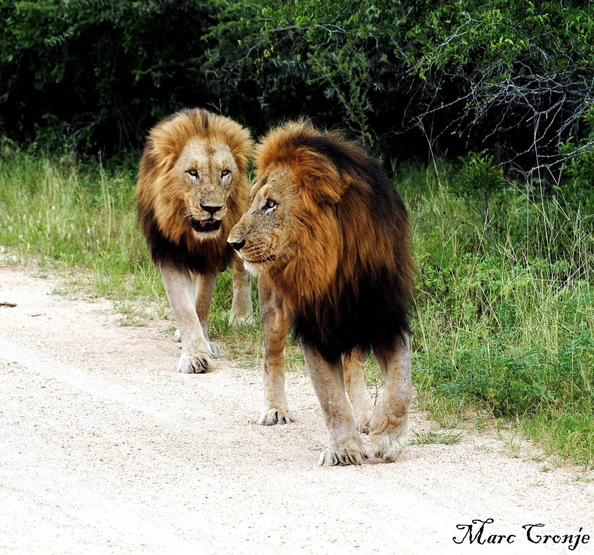 Males sometimes join together to form a coalition, these are probably brothers. As a team they can defend a larger territory and control a bigger pride, that means more healthy cubs raised to adulthood. These two seemed pretty indifferent to the visitors, even with Marc's OSV (open sided vehicle) a few feet away. Image: ©Marc Cronje, Independent Field Guide.