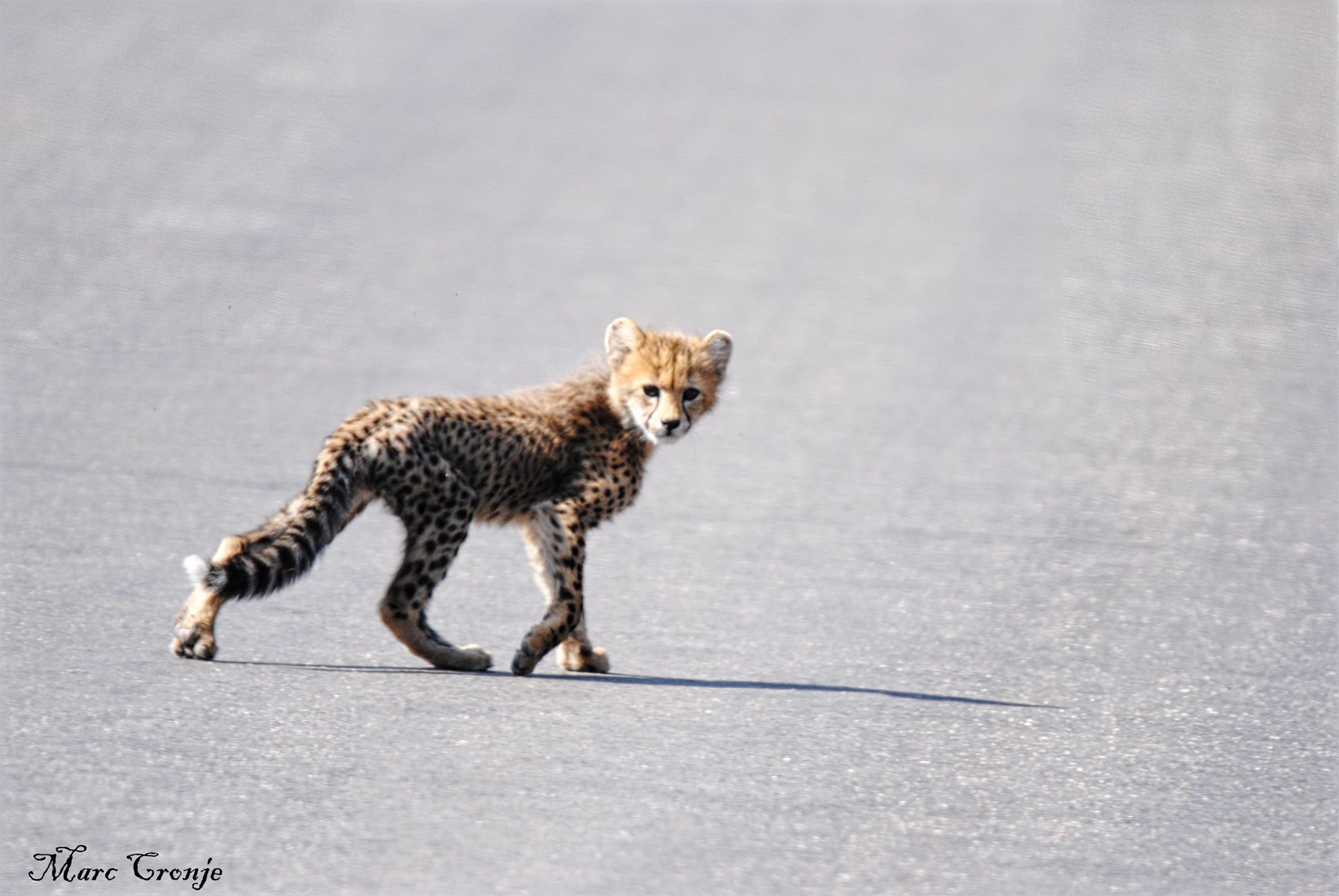 Cheetah cub 2 13268292_10209330158354561_5123871489459081285_o.jpg