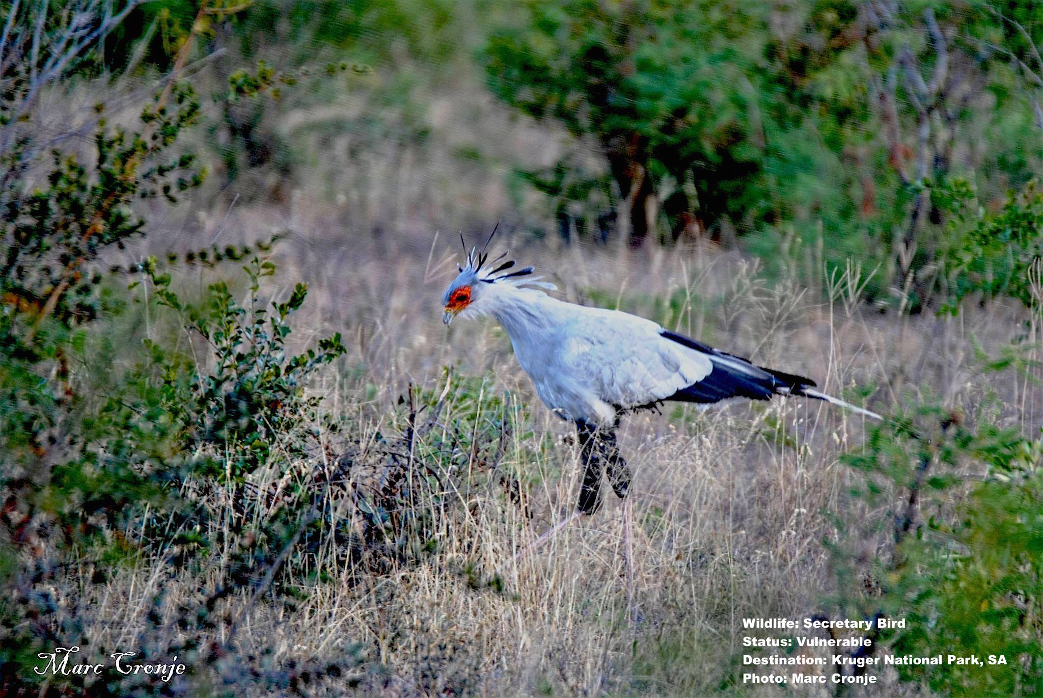 MC Secretary Bird Napi Flat Rocks  13227280_10209332167164780_3176959587032401563_o.jpg