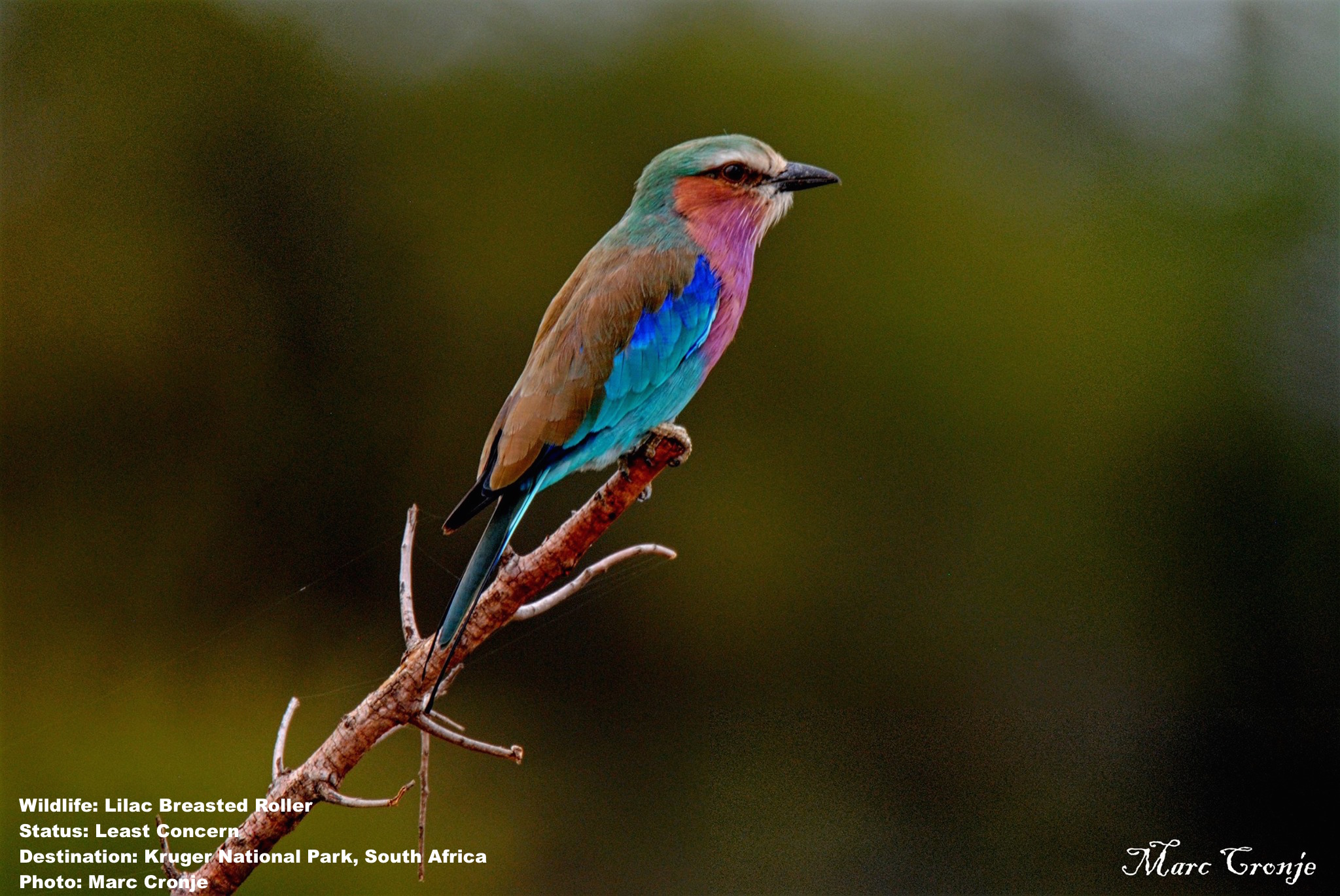 MC Lilac Breasted Roller 12716256_10208515303943710_8414085552828632977_o-2.jpg