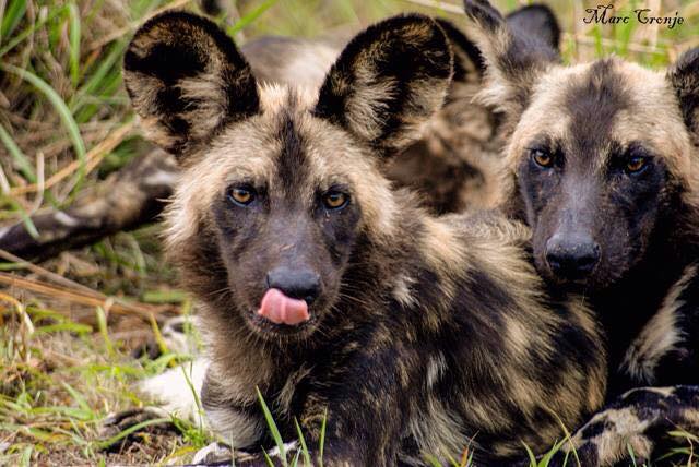 are african painted dogs dangerous