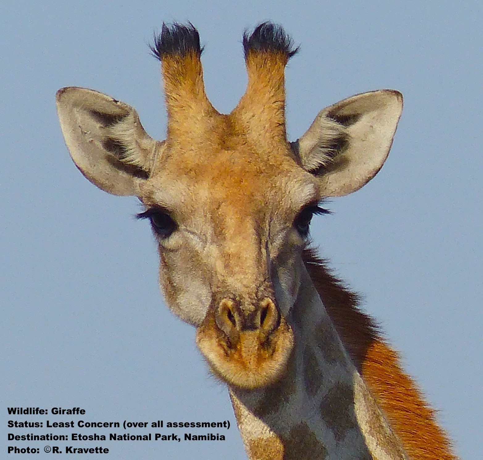 Giraffe_Etosha_Namibia.jpg