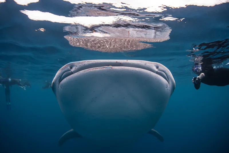 SWIMMING WITH WHALE SHARKS! BELIZE IS A HUB OF (RESPONSIBLE) WHALE SHARK ACTIVITY FROM MAY TO JUNE. IMAGE: ©ETHAN DANIELS⎮DREAMSTIME.COM