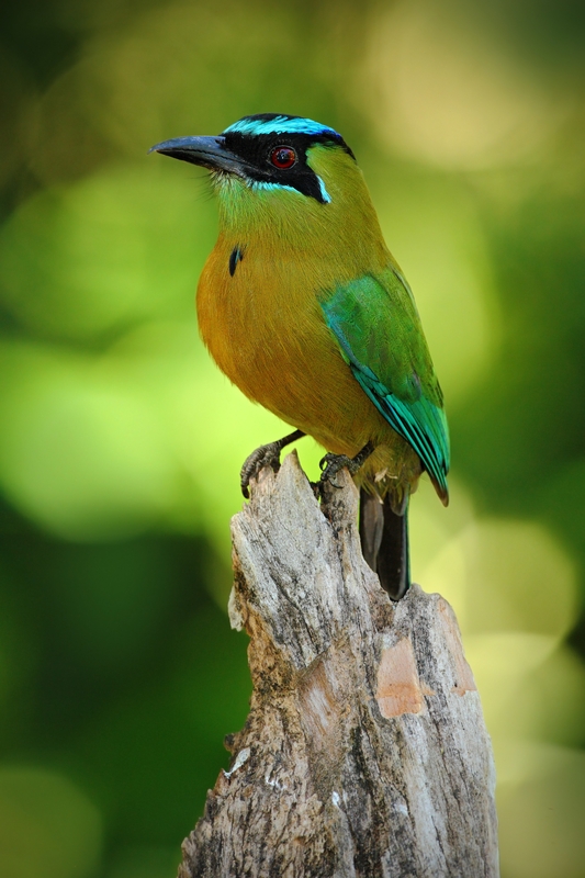 COLORFUL BLUE CROWNED MOTMOT IS ONE OF OVER 500 BIRD SPECIES IN BELIZE. IMAGE: ©ONDREJ PROSICKY⎮DREAMSTIME.COM