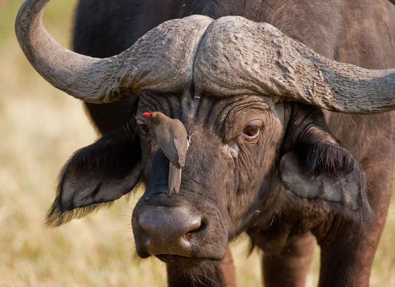 The oxpecker must not have heard about Cape buffalo's limited sense of humor. Image: © HKratky⎮Dreamstime.com