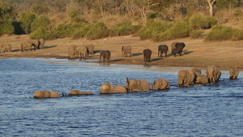 Chobe National Park is a wonderful place to see large herds of elephants exhibiting a wide range of behaviors, like these swimming across the river in the Savute Marsh area. Image: © Aajiedejong⎮Dreamstime.com