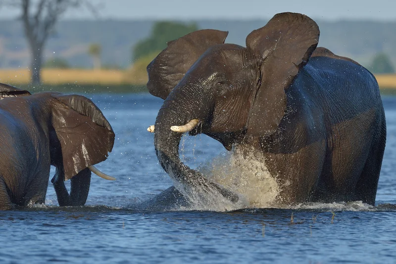 WHY CHOBE NATIONAL PARK? ELEPHANTS! THE LARGEST REMAINING HERDS IN THE WORLD. Image: ©Tobie1953⎮Dreamstime.com