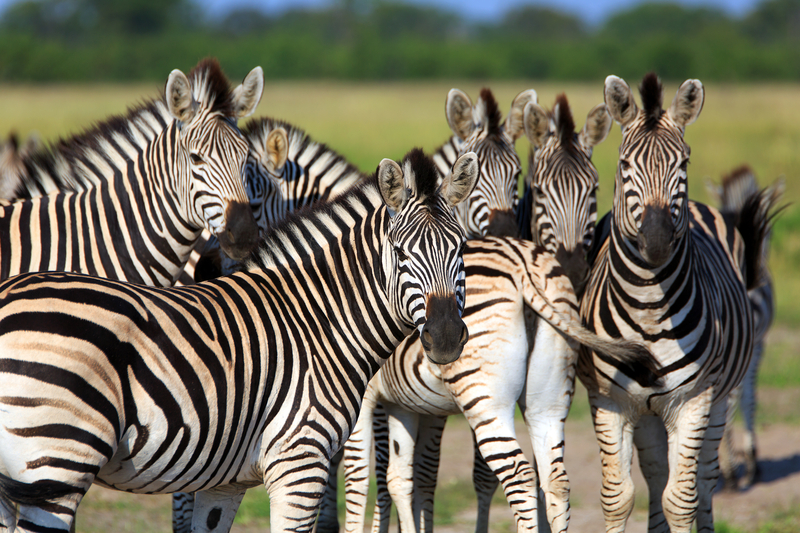 Discovered to be the longest big mammal migration in Africa : Zebras travel 300 miles (483 km) from Namibia to Botswana - and right through Chobe. See them at the Savute Marsh area. Image: ©Ea-4⎮Dreamstime.com