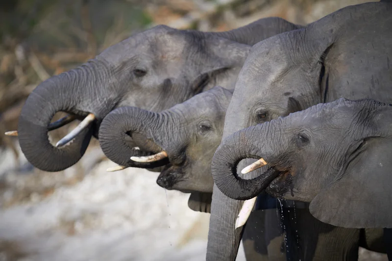 Why stay inside the park? Earlier and longer access to the reason you are there: Wildlife! Image: ©Forgiss⎮Dreamstime.com