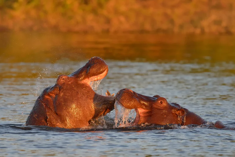 Did you know? The hippopotamus is considered the most dangerous mammal in Africa? Watch from a distance and never come between them and the water. Image: Tobie1953dreamstime.com