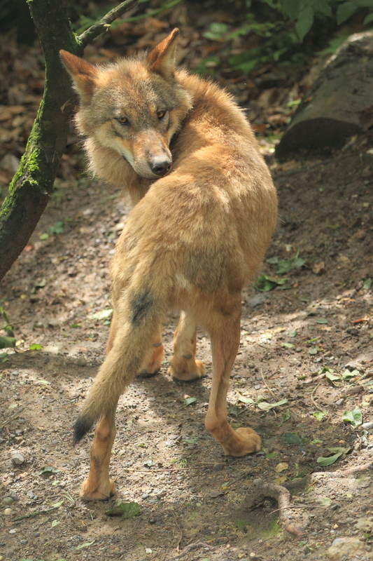 Tibetan wolf, Long persecuted because of their taste for sheep, villagers are beginning to protect them for wildlife tourists. Image: ©Lukyslukys⎮ Dreamstime.com