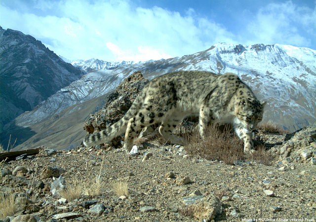 This cat is not easy to find - but the best place to look is Hemis High Altitude Park, Ladakh, India. Image thanks to: Snow Leopard Trust 