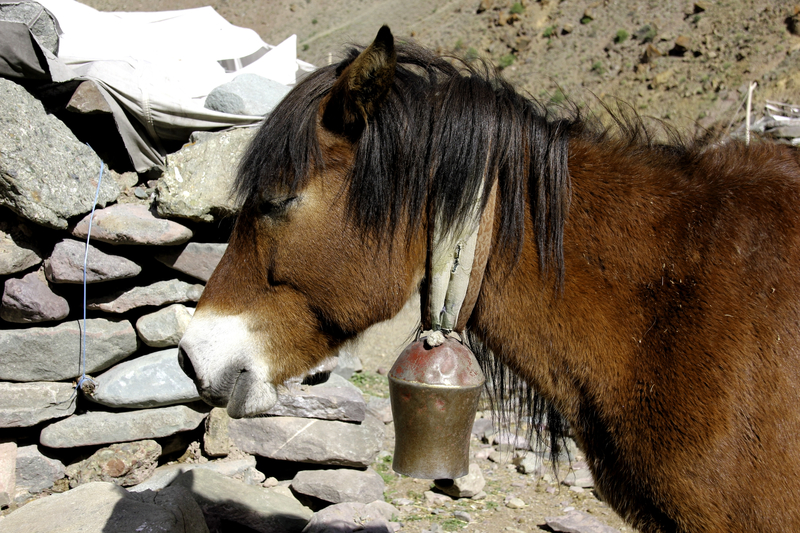 Villagers use their sure footed, altitude adapted horses to transport all manner of supplies to their mountain villages. Image: ©Tichonj⎮Dreamstime.com 