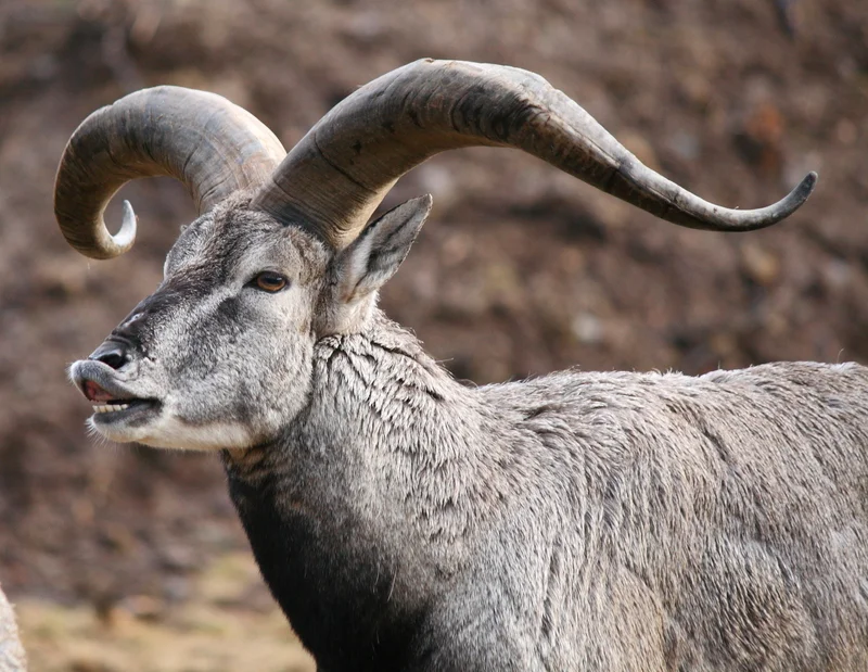 Bharal or blue sheep, native to Ladakh and the Himalayas, is one of the prey sources for snow leopards. Keeping their wild population healthy keeps the big cats, and the wolves, healthy, too. Image: ©JohnBraid⎮Dreamstime.com
