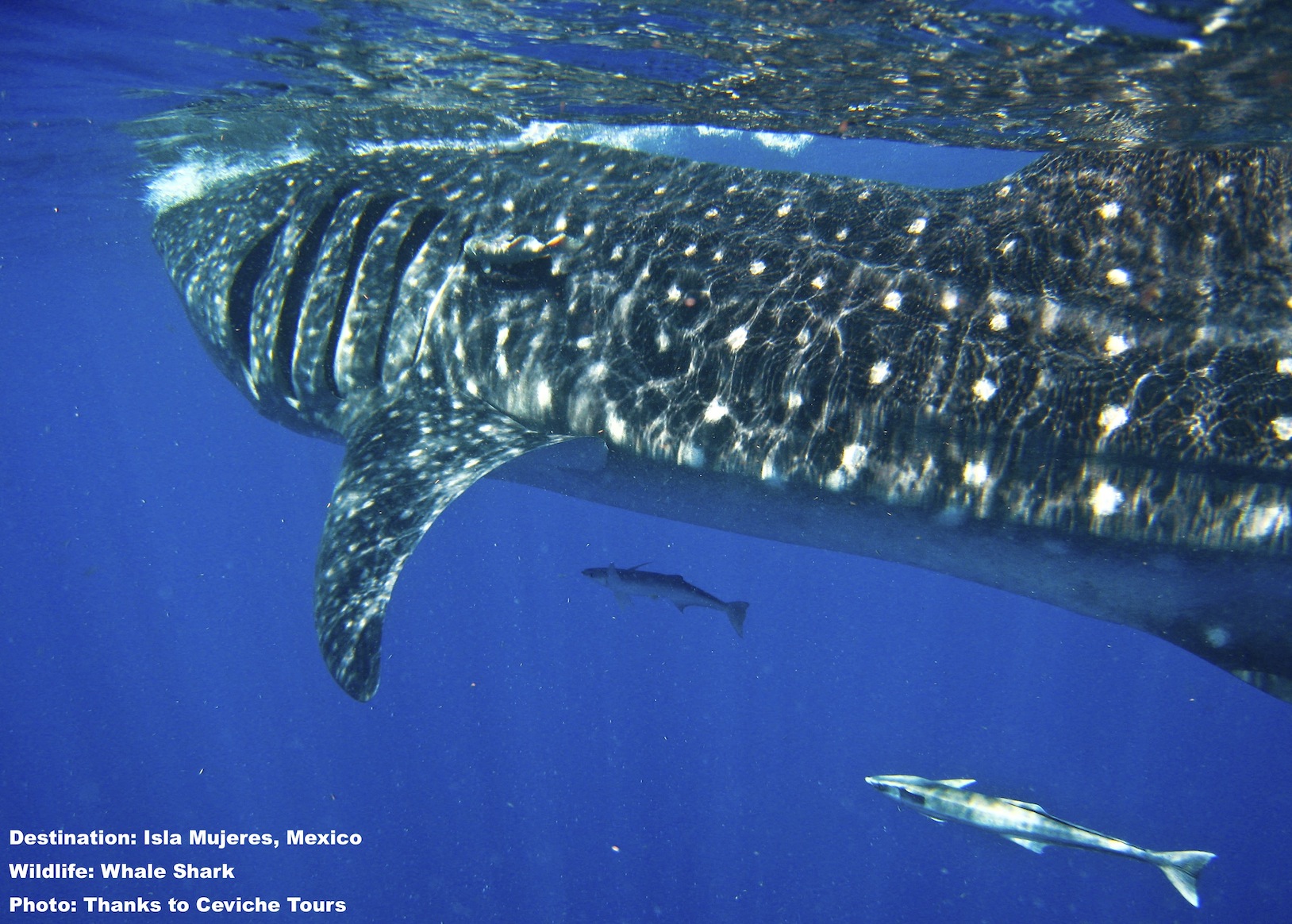 Isla Mujeres, Mexico: reefs, relics and whale sharks