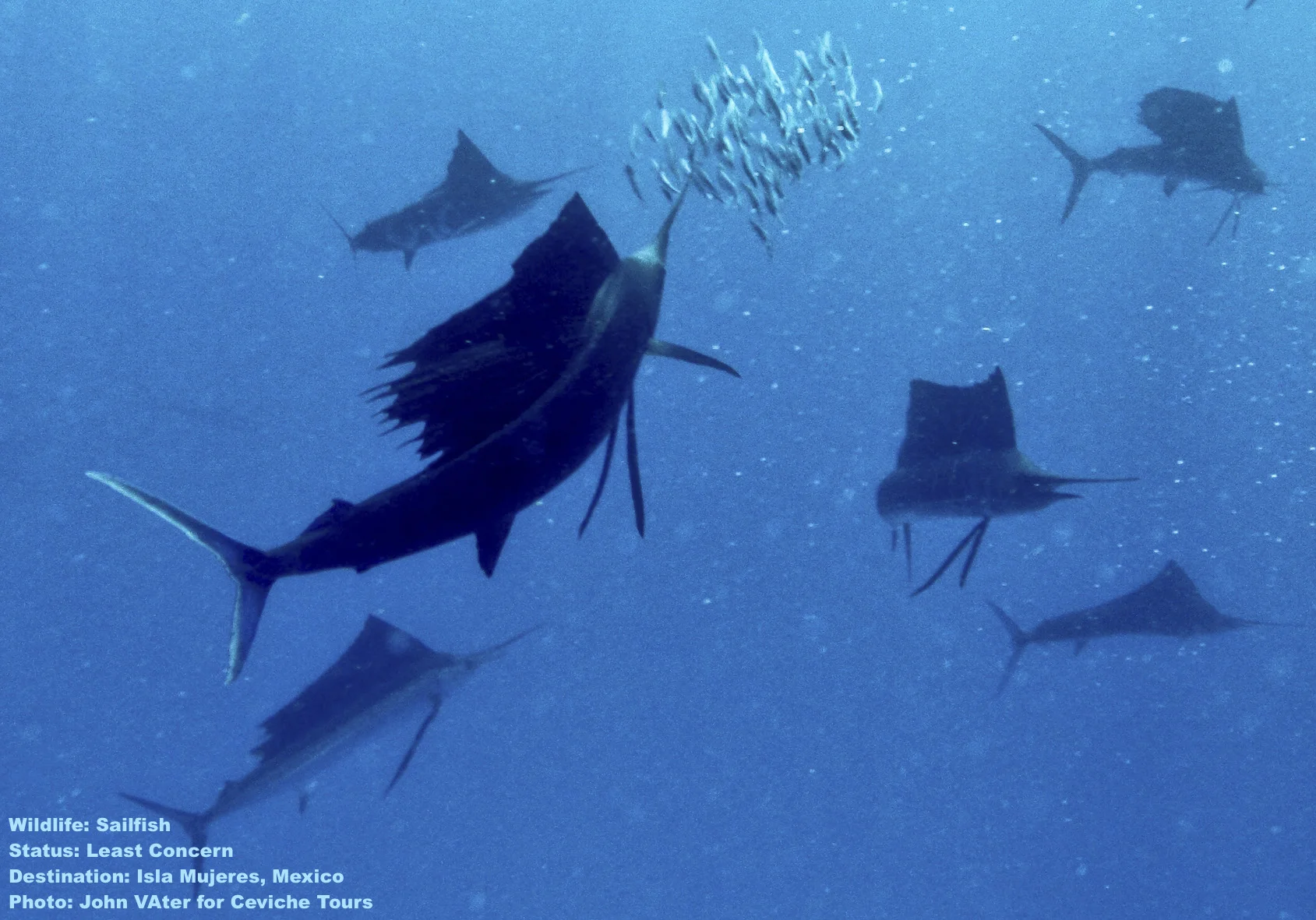 A school of sailfish feeds on a "bait ball" of small fish in the waters off Isla mujeres, Did you know that you can swim with sail fish too? Image: John Vater of Ceviche Tours, Isla Mujeres, Mexico.