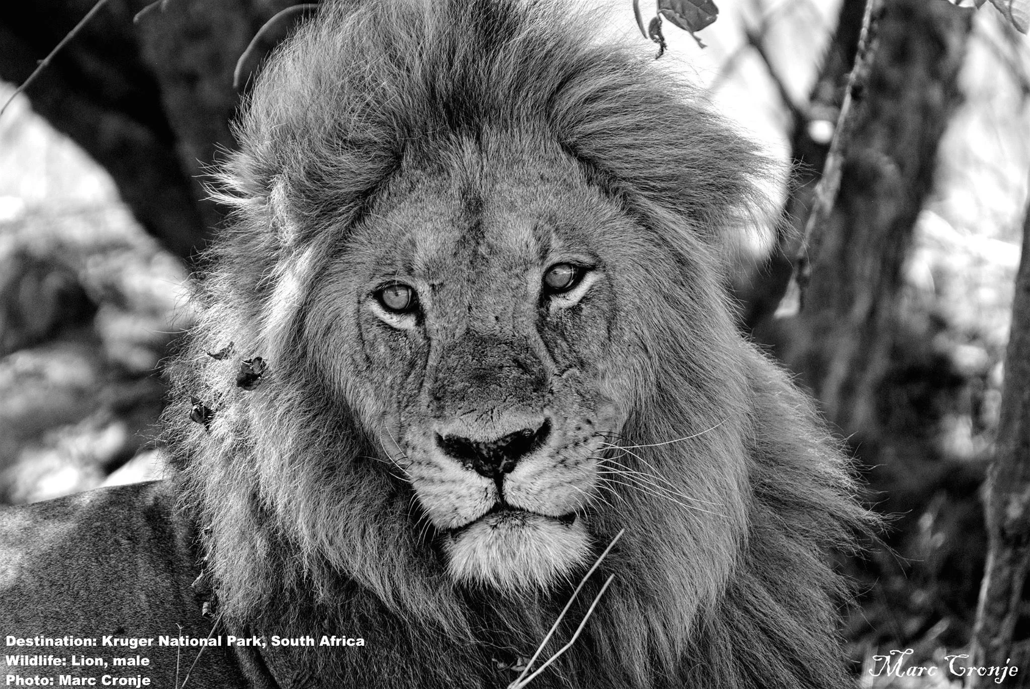 No visit to Kruger is complete without an afternoon watching these magnificent big cats. Kruger has a healthy lion population. Image: Marc Cronje, Independent Field Guide