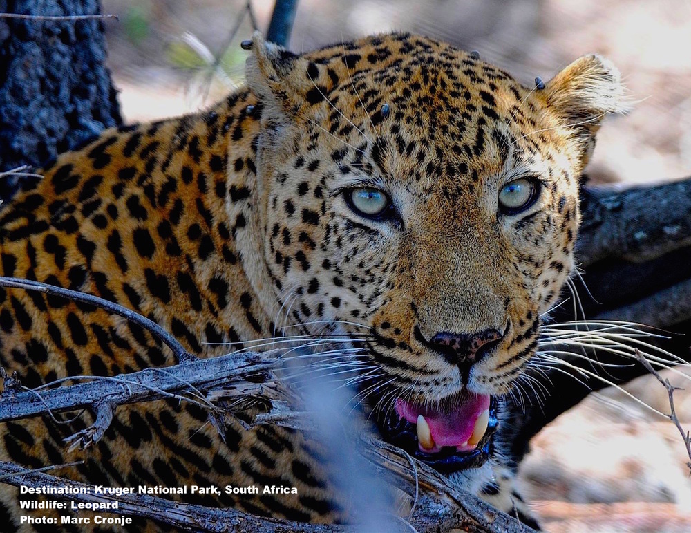 Kruger National Park — Destination: Wildlife™