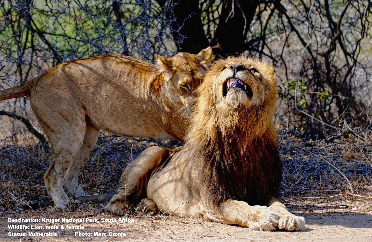 A pair of lions near the Nkulu picnic area on the Sabie River between Skukuza and Lower Sabie. Image: Marc Cronje, Independent Field Guide