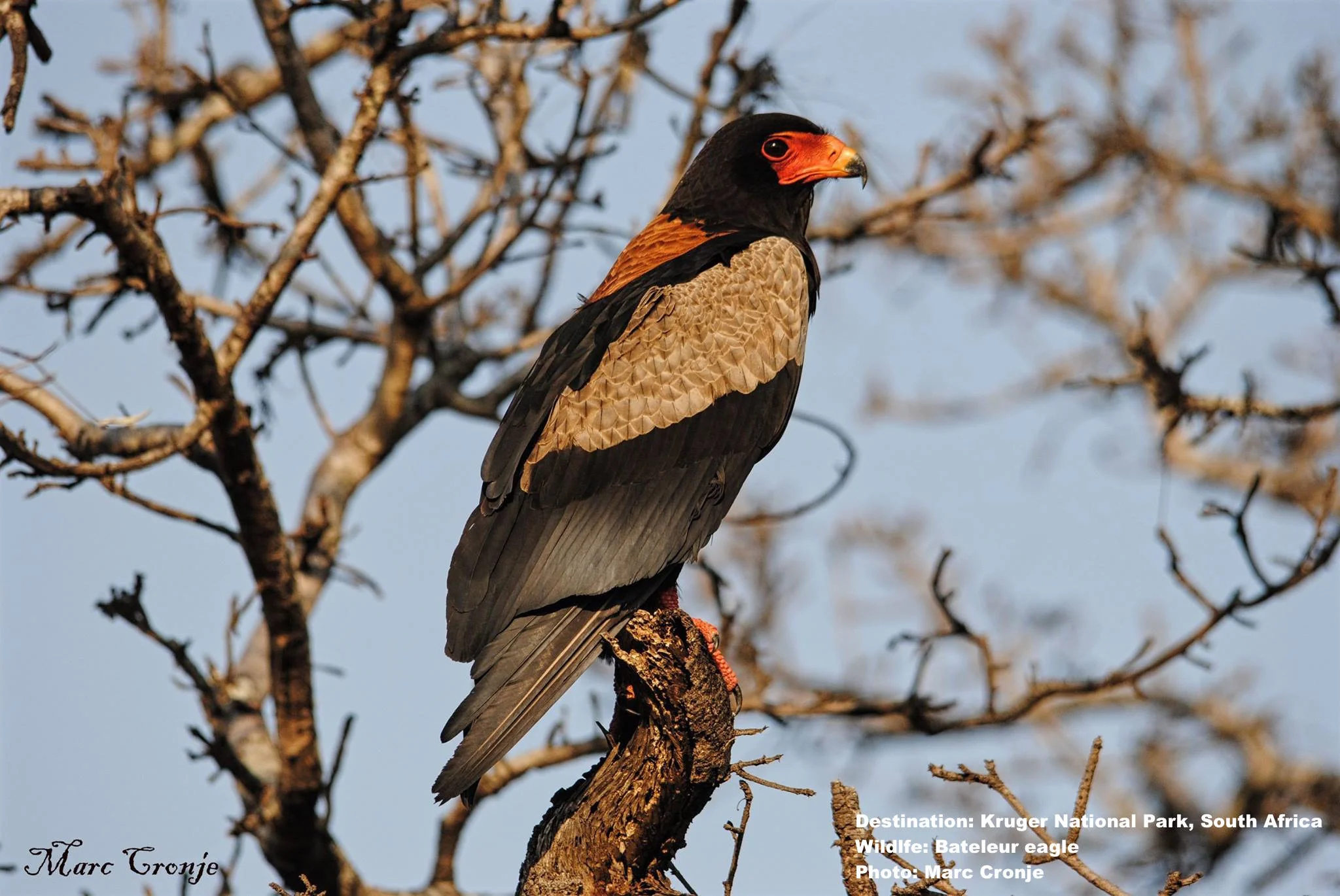Bateleur eagles love Kruger's Central Grasslands. So do the lions. Image: Marc Cronje, Independent Field Guide